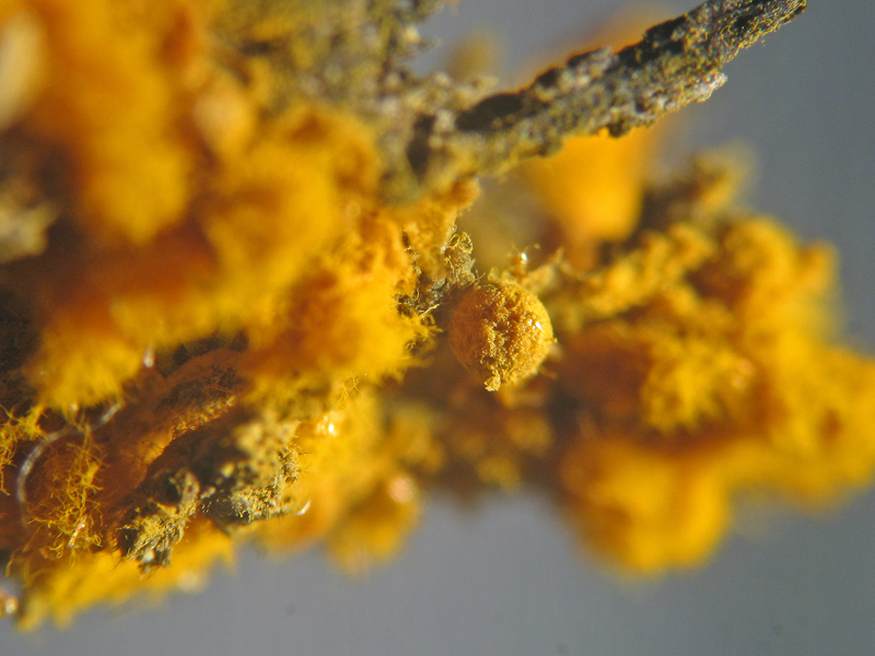 Mixomicete natalizio - Trichia scabra